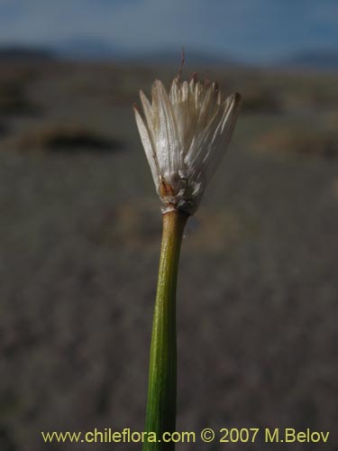 Image of Unidentified Plant sp. #2183 (). Click to enlarge parts of image.