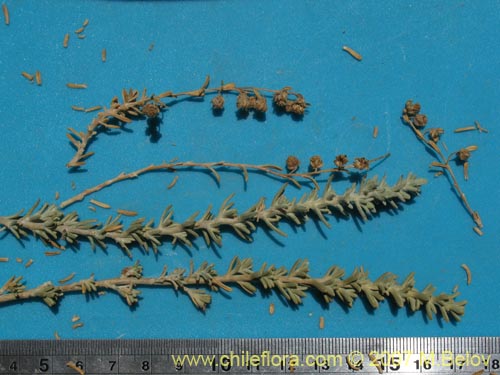 Image of Unidentified Plant sp. #1794 (). Click to enlarge parts of image.