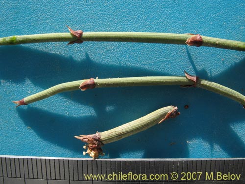 Image of Ephedra breana (). Click to enlarge parts of image.