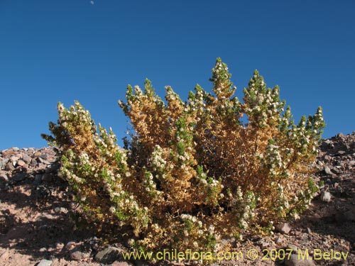 Image of Baccharis sp.   #1327 (). Click to enlarge parts of image.