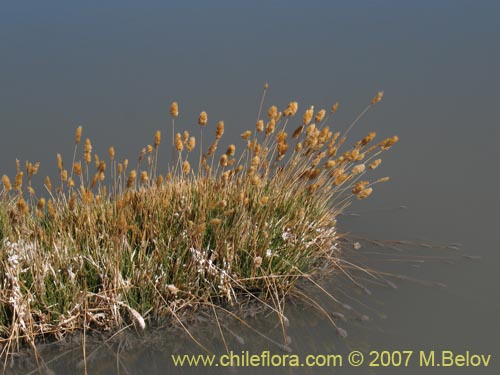 Bild von Deyeuxia chrysantha (). Klicken Sie, um den Ausschnitt zu vergrössern.