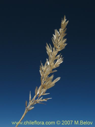 Bild von Poaceae sp. #3046 (). Klicken Sie, um den Ausschnitt zu vergrössern.