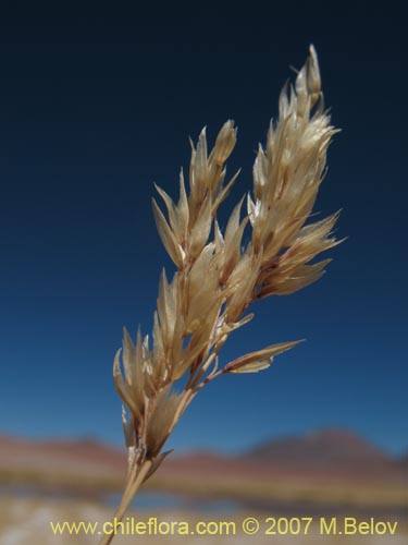 Bild von Poaceae sp. #1324 (). Klicken Sie, um den Ausschnitt zu vergrössern.