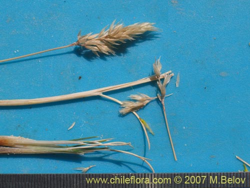 Bild von Poaceae sp. #1324 (). Klicken Sie, um den Ausschnitt zu vergrössern.