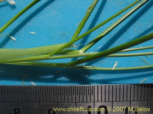 Imágen de Poaceae sp. #3046 (). Haga un clic para aumentar parte de imágen.