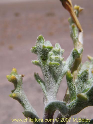 Фотография Asteraceae sp. #Z 6959 (). Щелкните, чтобы увеличить вырез.