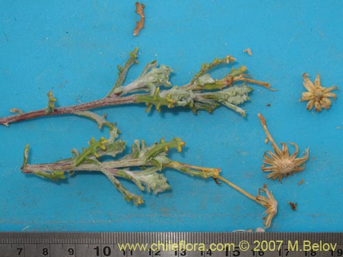 Asteraceae sp. #Z 6959의 사진