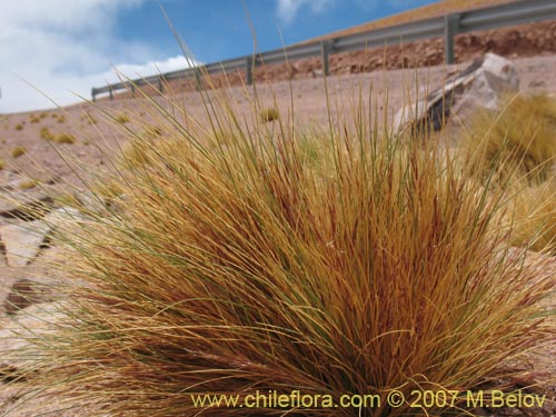 Image of Stipa sp. #1757 (). Click to enlarge parts of image.