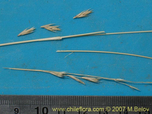 Bild von Poaceae sp. #1298 (). Klicken Sie, um den Ausschnitt zu vergrössern.