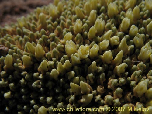 Image of Pycnophyllum sp. #3065 (). Click to enlarge parts of image.