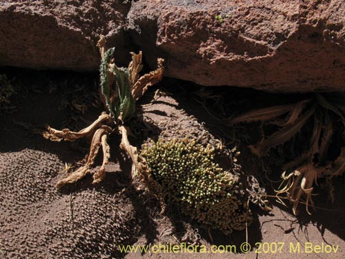 Perezia pupurata의 사진