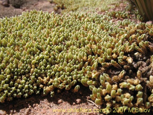 Image of Pycnophyllum sp. #3065 (). Click to enlarge parts of image.