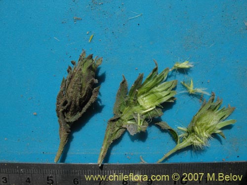 Perezia pupurata的照片