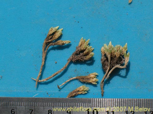 Pycnophyllum sp. #3065的照片