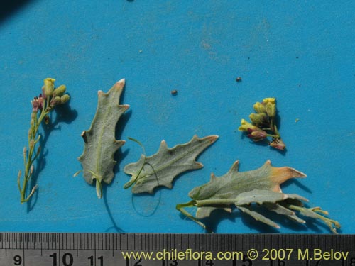 Image of Unidentified Plant sp. #1295 (). Click to enlarge parts of image.