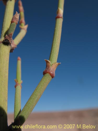 Image of Ephedra breana (). Click to enlarge parts of image.