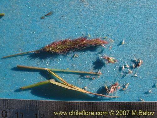 Imágen de Poaceae sp. #1292 (). Haga un clic para aumentar parte de imágen.
