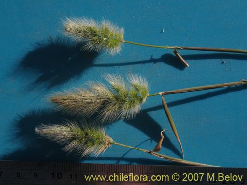 Image of Poaceae sp. #1291 (). Click to enlarge parts of image.