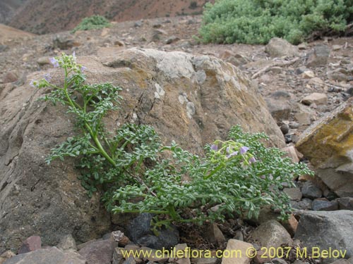 Solanum brachyantherum的照片