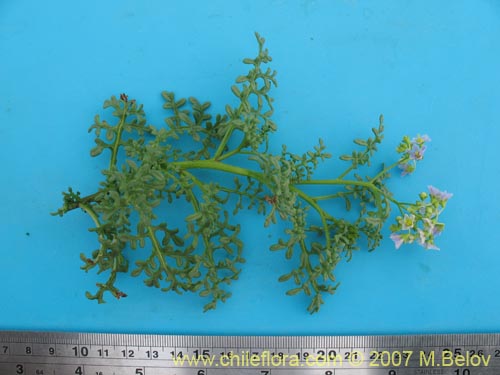 Solanum brachyantherum의 사진