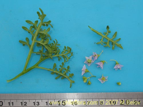 Solanum brachyantherumの写真