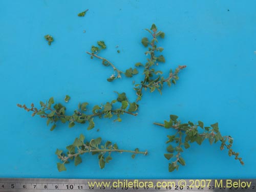 Imágen de Chenopodium petiolare (). Haga un clic para aumentar parte de imágen.