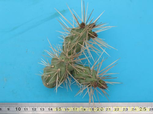Фотография Cylindropuntia tunicata (). Щелкните, чтобы увеличить вырез.