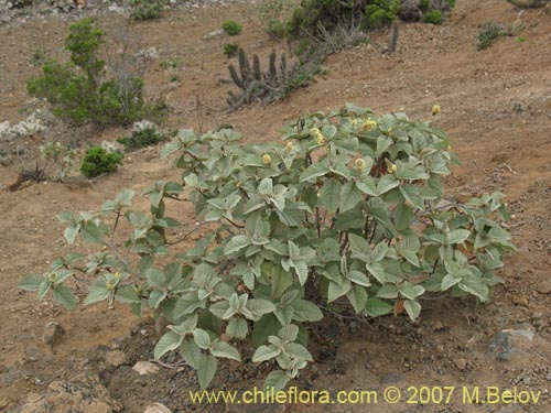 Croton chilensis的照片