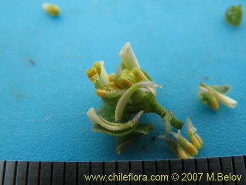 Image of Bahia ambrosoides (Chamiza blanca / Manzanilla cimarrona). Click to enlarge parts of image.
