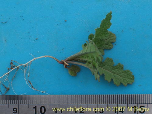 Image of Unidentified Plant sp. #2171 (). Click to enlarge parts of image.