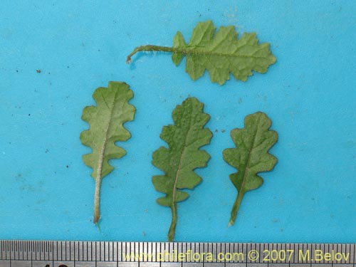 Image of Unidentified Plant sp. #2171 (). Click to enlarge parts of image.