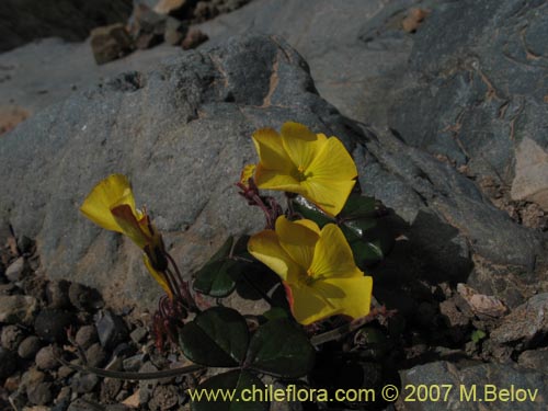 Image of Oxalis bulbocastanum (Vinagrillo / Papa chiaque). Click to enlarge parts of image.