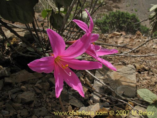 Image of Rhodophiala laeta (Añañuca rosada). Click to enlarge parts of image.
