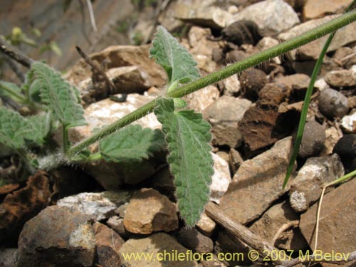 Image of Stachys pannosa (). Click to enlarge parts of image.