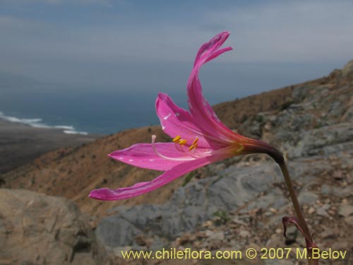 Imágen de Rhodophiala laeta (Añañuca rosada). Haga un clic para aumentar parte de imágen.