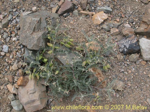Astragalus paposanusの写真
