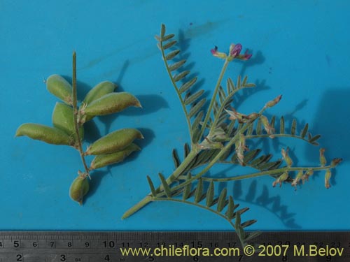 Bild von Astragalus paposanus (). Klicken Sie, um den Ausschnitt zu vergrössern.