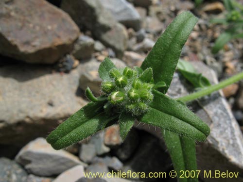Image of Cryptantha sp. #1951 (). Click to enlarge parts of image.
