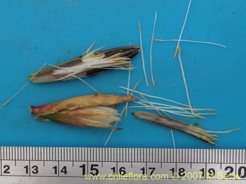 Image of Tillandsia geissei (). Click to enlarge parts of image.
