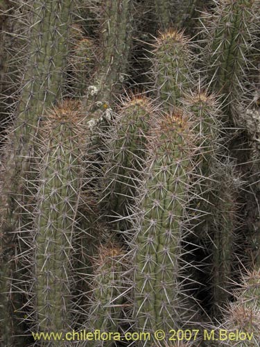 Image of Echinopsis deserticola (). Click to enlarge parts of image.