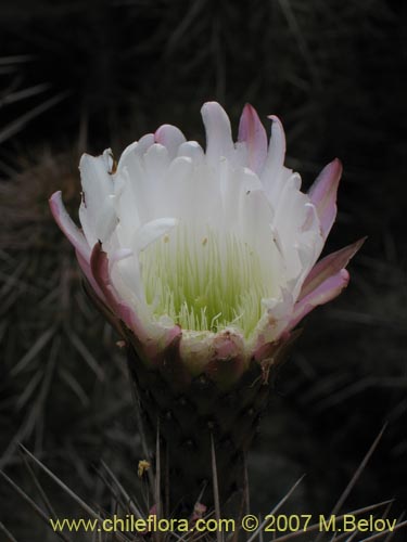Image of Echinopsis deserticola (). Click to enlarge parts of image.