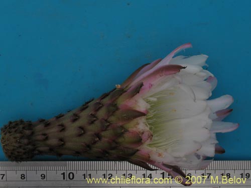 Bild von Echinopsis deserticola (). Klicken Sie, um den Ausschnitt zu vergrössern.