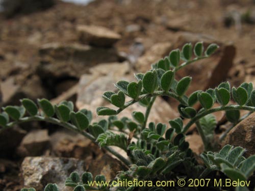 Astragalus cachinalensisの写真