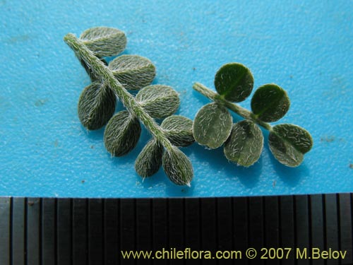 Astragalus cachinalensisの写真