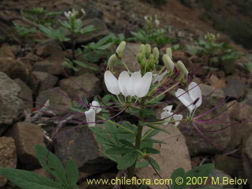 Image of Cleome chilensis (). Click to enlarge parts of image.