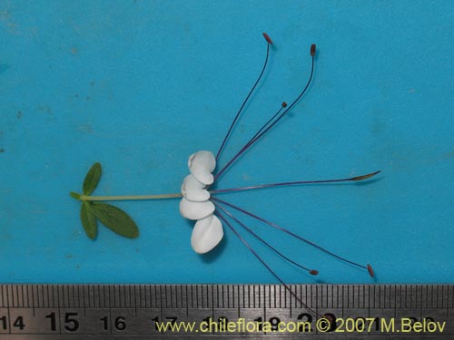 Image of Cleome chilensis (). Click to enlarge parts of image.