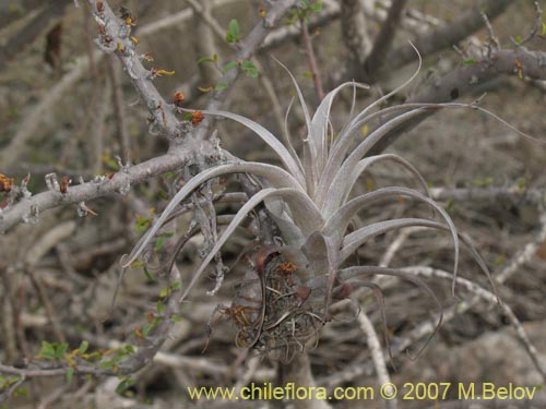 Image of Tillandsia geissei (). Click to enlarge parts of image.