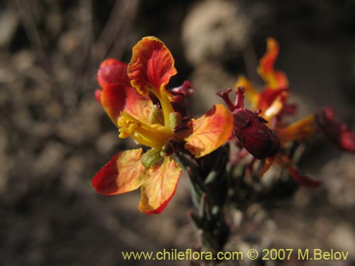 Dinemandra ericoidesの写真
