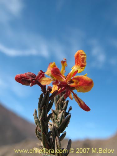 Dinemandra ericoides의 사진