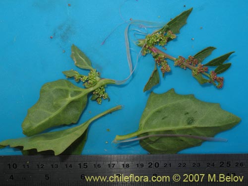Chenopodium sp. #1504の写真